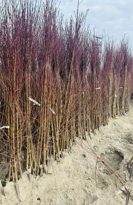 Разсадник Монтана - овошки дръвчета храсти лози