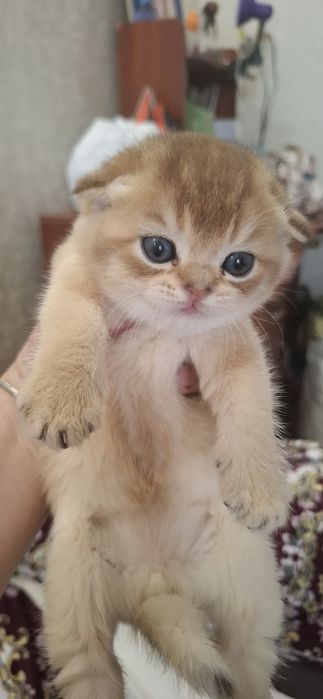 Чистокровные котята скоттиш фолд