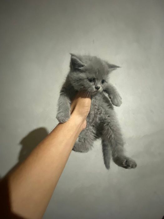 Британские котята