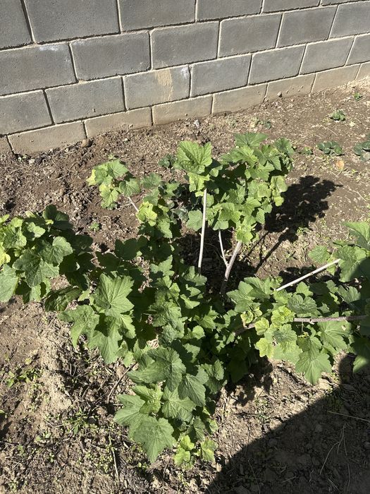 Крыжовник, смородина черная кусты продам