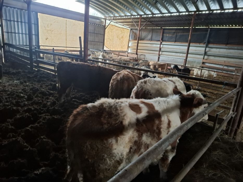 Vând 5 vitei  întercati