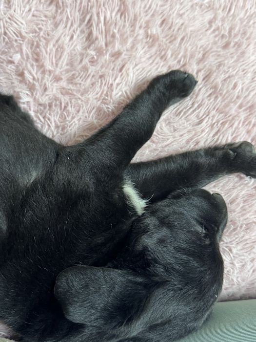 Щенкок 1 месяц (девочка) с отличной гинетикой