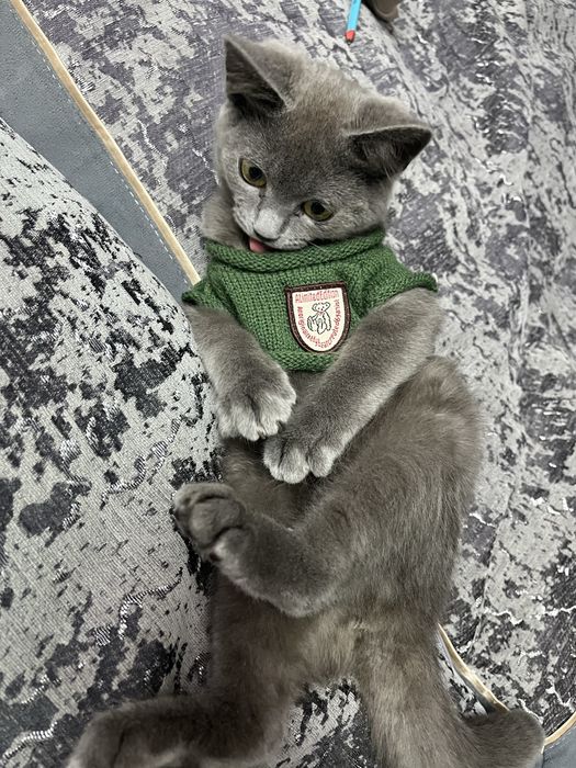 Отдам котенка в хорошие руки