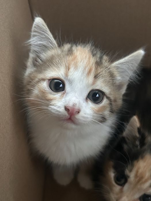 Кошечка ищет дом!