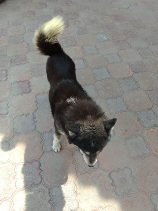 Продается собака хаски