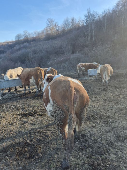 Vând vaci de lapte înscrise in  COP