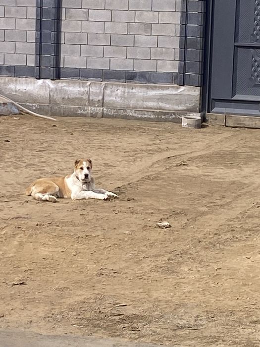 Сао 3,5 ай Алабай