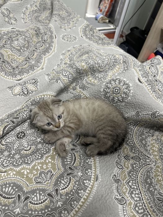 Продается Scottish fold