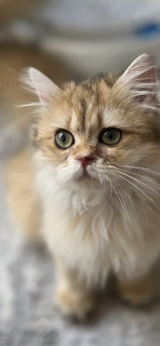 Fetita british longhair