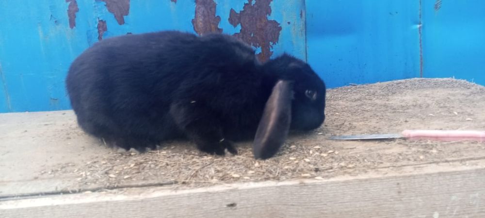 Продам кроликов французский Баран