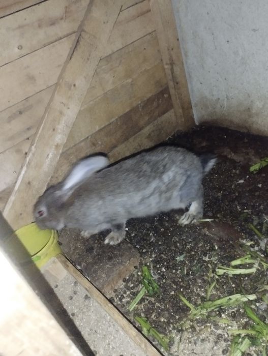 Flandir quyon bolalari 3 yarim oylik