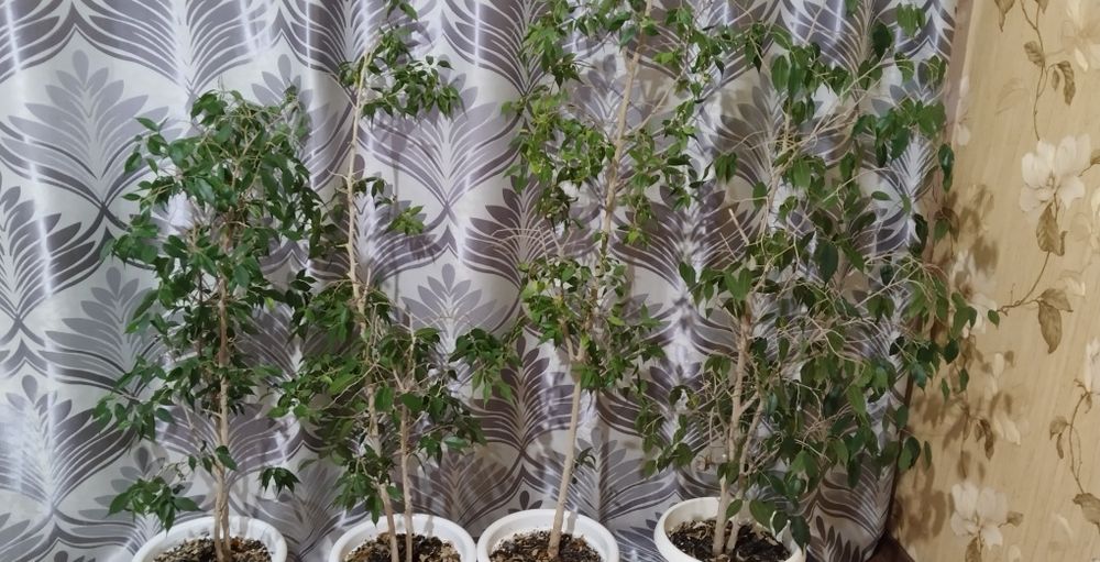 Продаю комнатные растения