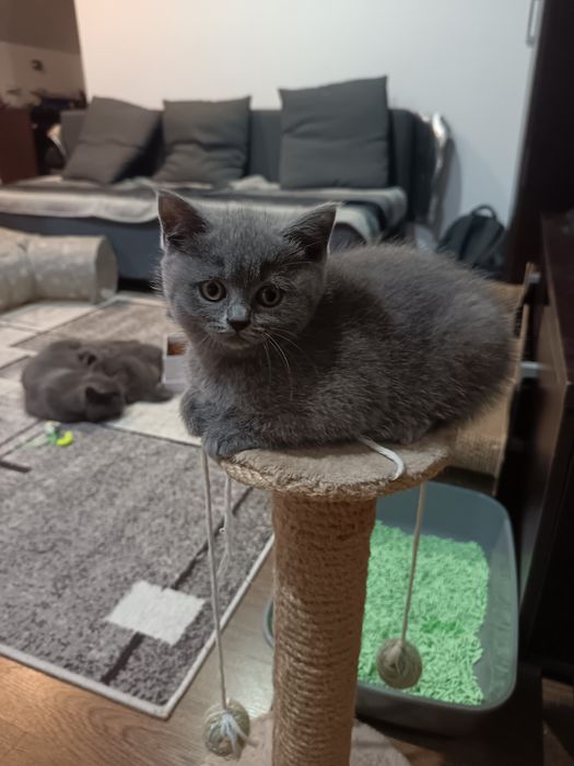 Pui British Shorthair Blue