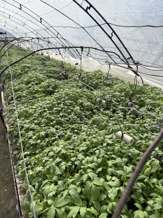 Разсад домати (розови и червени), пипер, краставици-от производител