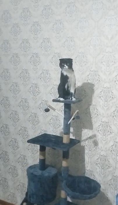 Отдам даром котика