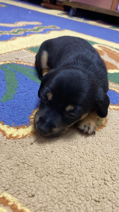 Продам щенка, той терьер пинчер