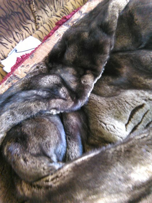 СРОЧНО! Стриженная норка 48-50