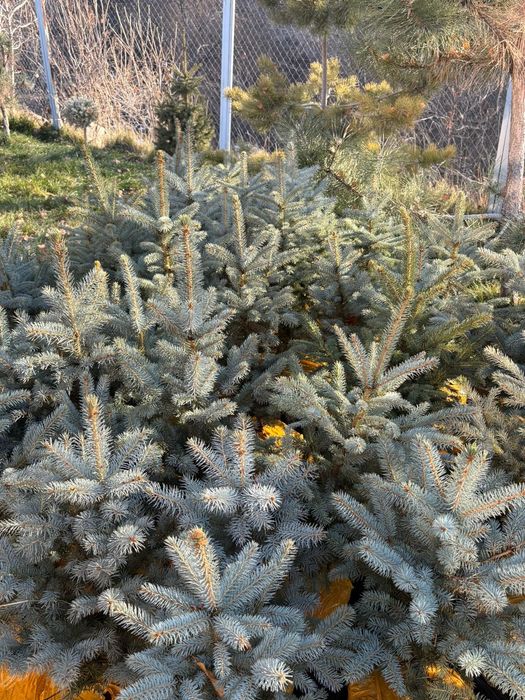 Ёлки голубые 60-80см