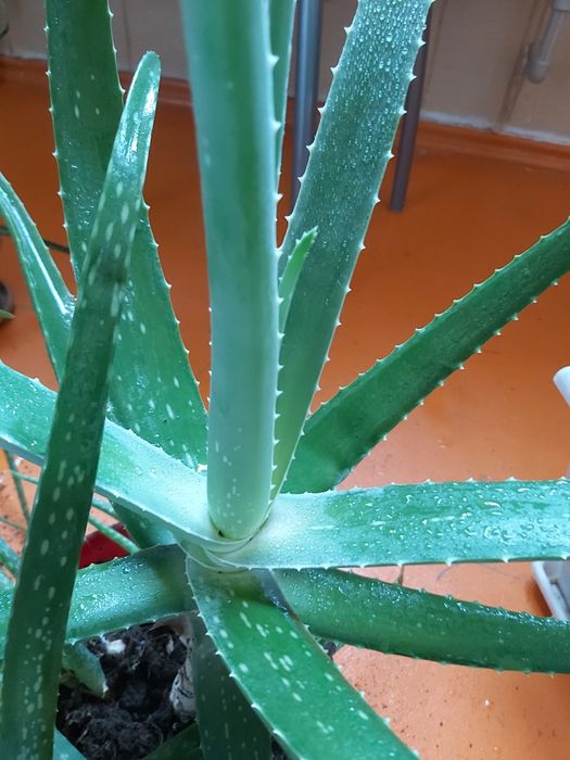 Алое лечебный 7 лет