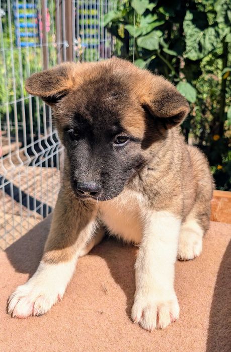 Mascul Akita American - linie de sânge PREMIUM - Maro deschis
