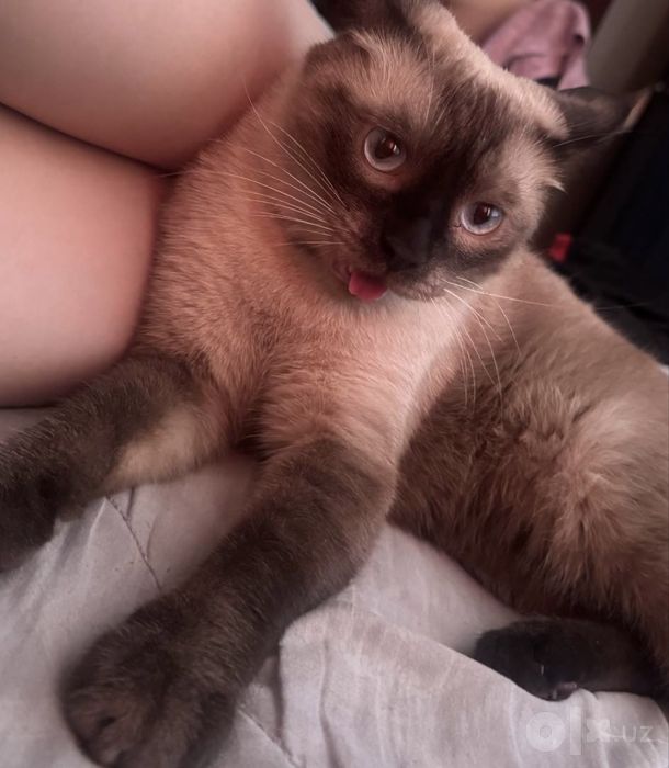 отдам в добрые руки кота
