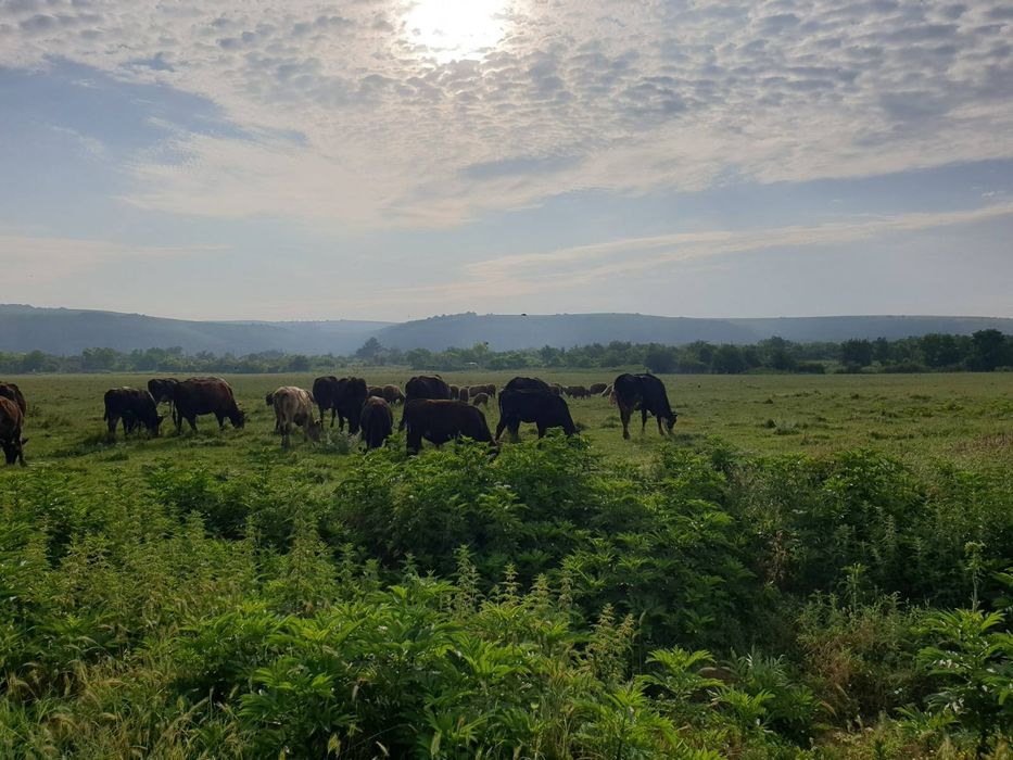 Домашно краве сирене 100% екологично