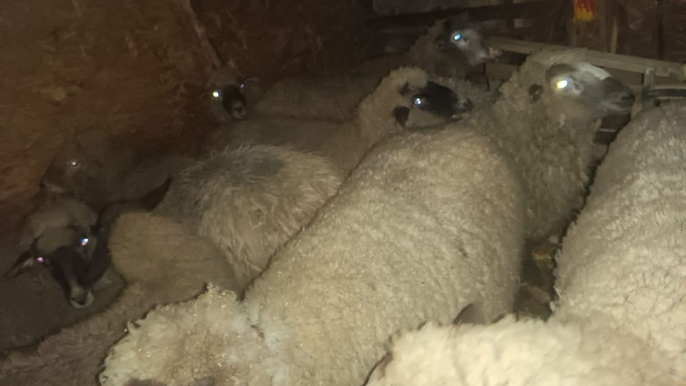 Vand 3 berbeci foarte frumosi