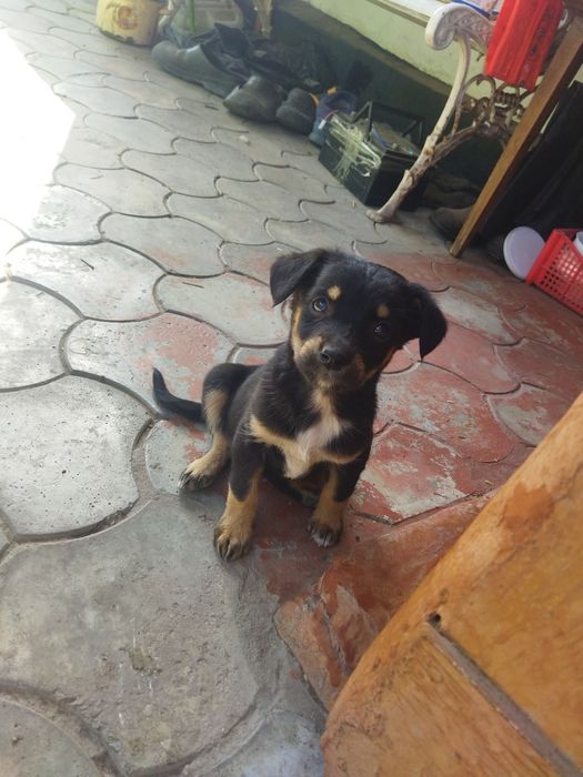 Отдам щенков 3 девочки и 1 мальчик