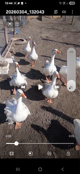 Vand 9 gaste ouatoare