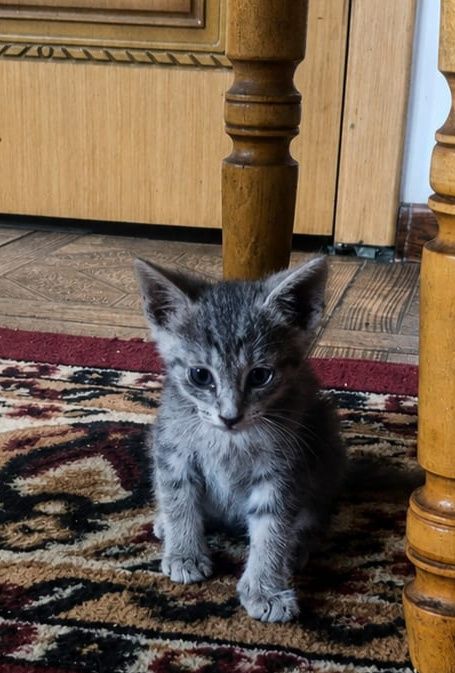 Подарю котёнка мальчика