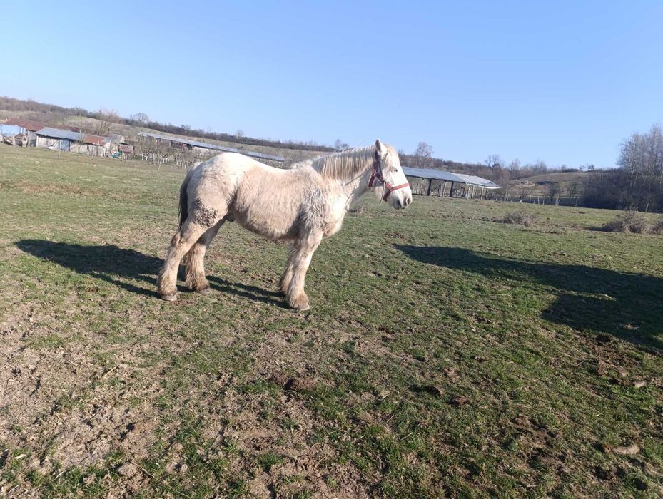 Vand manz 1 an si 8 luni