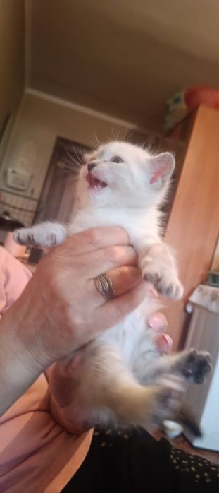 Котенок девочка
