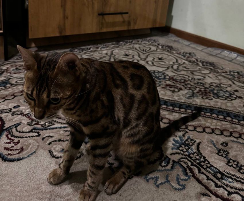 Bengaliskiy  mushun aqilli