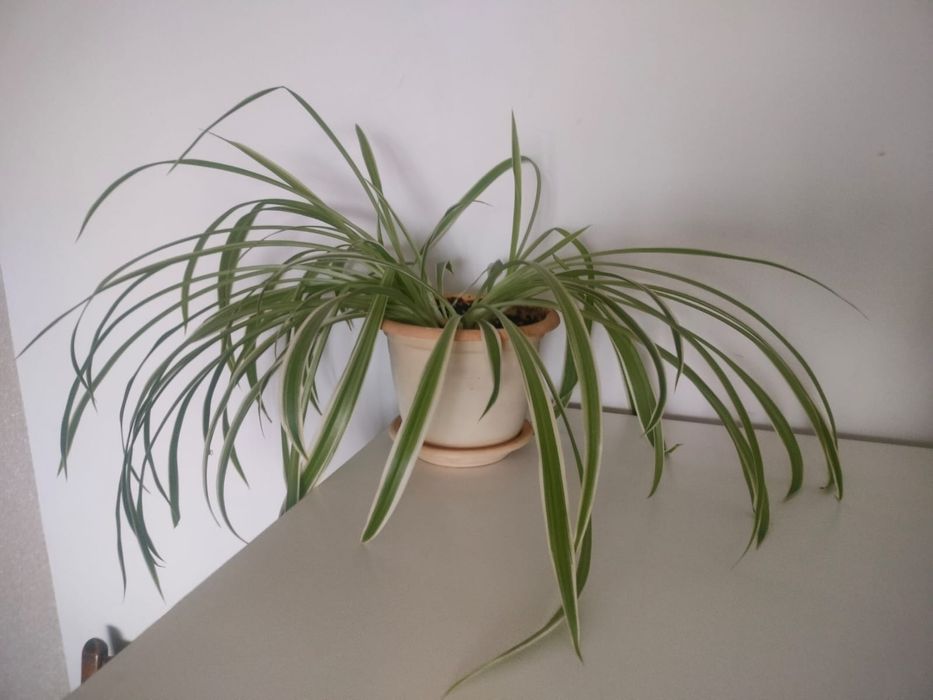 Хлорофитум пестрый.