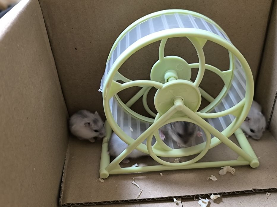 Hamsteri pitici de vanzare