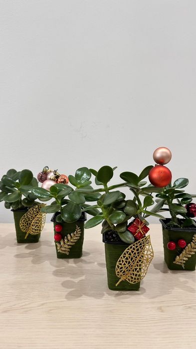 Денежное дерево (толстянка, крассула овата)