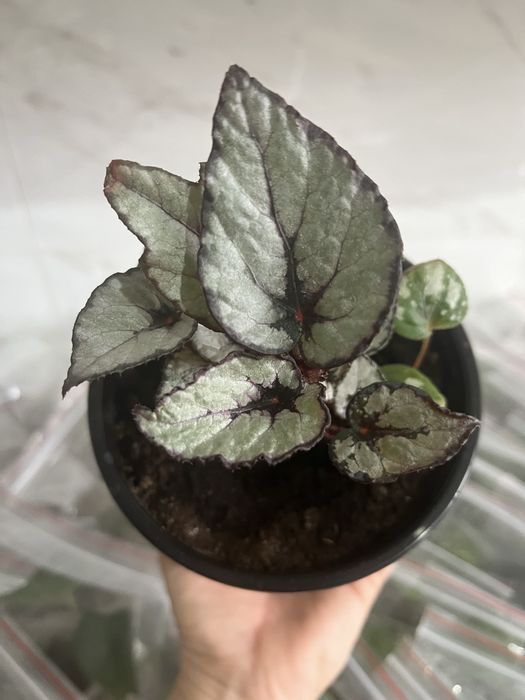 Комнатные растения