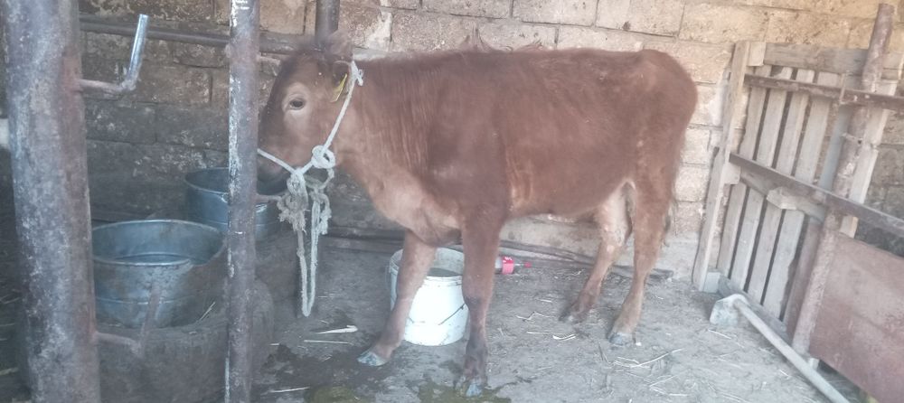 Семиз баспак сатылады