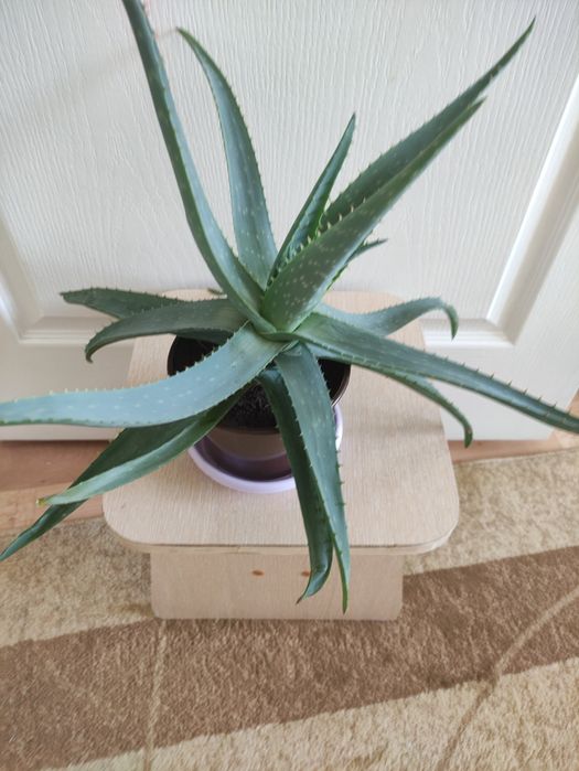 Алоэ                       ..