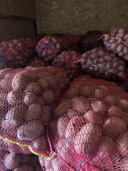 Samanta cartofi bellarosa