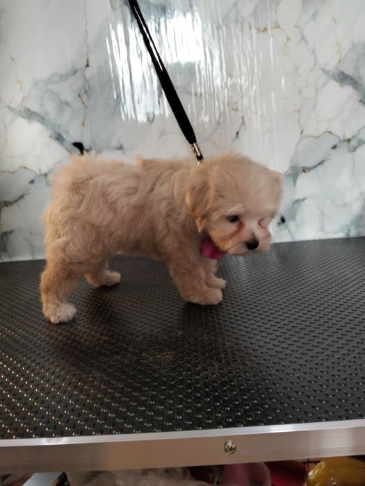 Продам мальтипу мини девочка f1