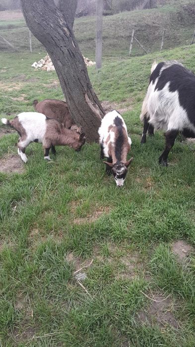 Vând 3 țăpușori alpini francezi