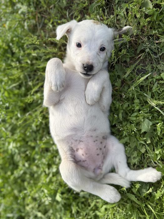 Щенки, дворняжки