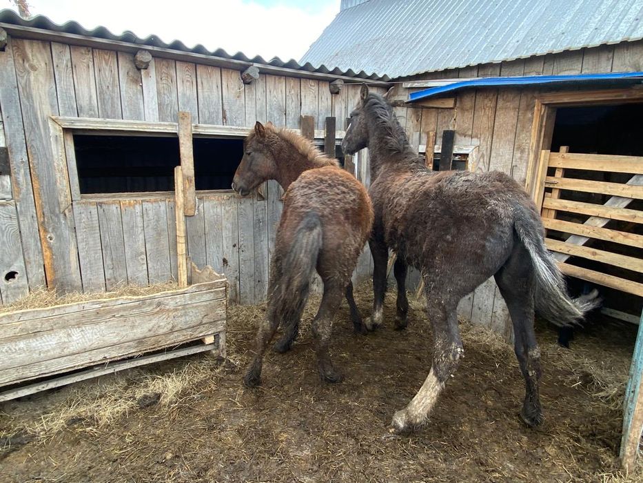 Продам 2 жеребчика (тай )