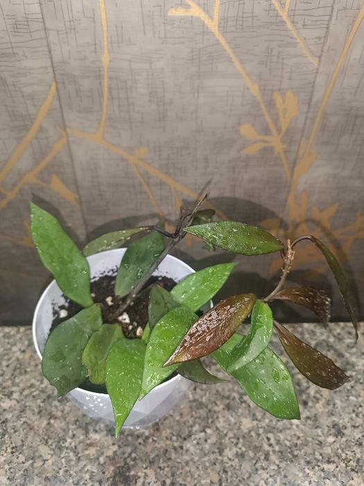 Цветок хойя , асал томчи гул