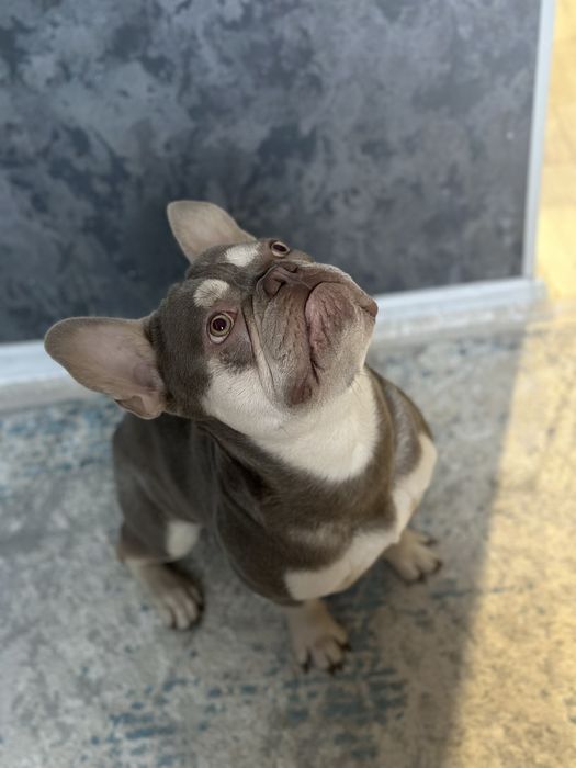 Французский бульдог