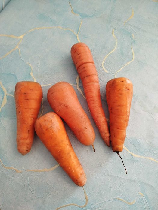 Продам дачную морковь