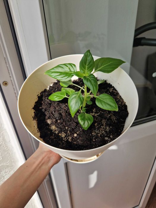 Бальзамин, комнатные цветы