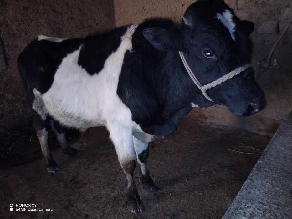 Novos sotiladi sog'lom