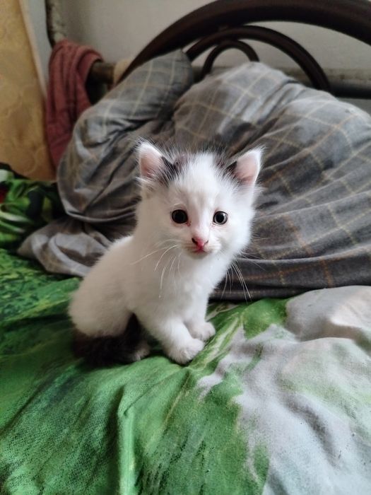 Отдам котят в добрые руки